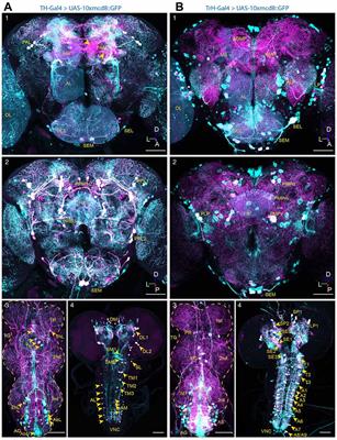 Dopamine Modulates Serotonin Innervation in the Drosophila Brain